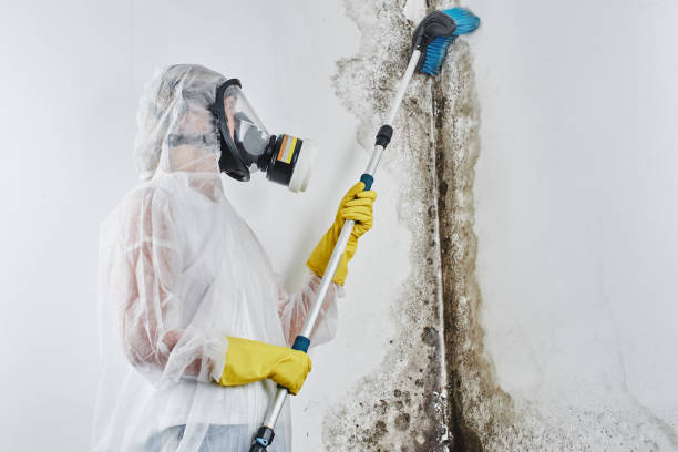 Best Specialized Mold Remediation in Halstead, KS